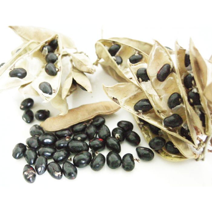 Black Chirmi Beads / Kaali Gunja Seed Beads, Black Gunja 51 Beads Set, To remove Black Magic & Evil, Bring Good Luck and Wealth