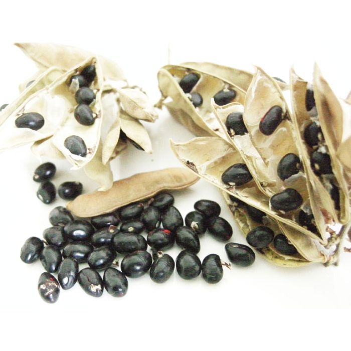 Black Chirmi Beads in Silver Box, Black Gunja Seeds, Kaali Gunja Beads 11, 21, 51 and 71 beads Set in box, To remove Black Magic & Evil, Bring Good Luck and Wealth