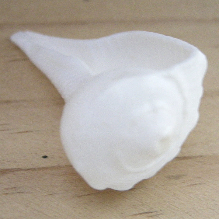  Dakshinavarti Shankha | Valampuri Right Hand Conch Shell
