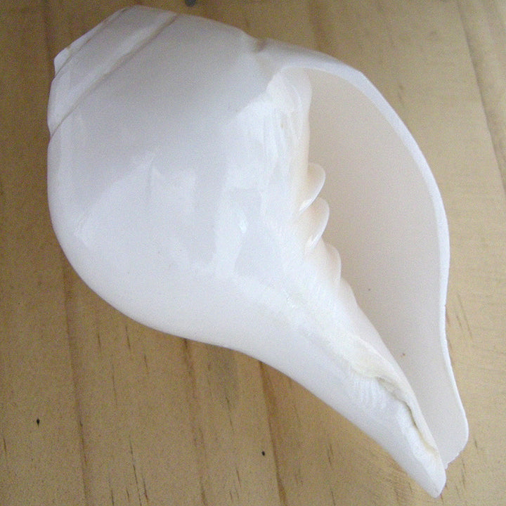 Vamavarti Shankha ( Conch Shell ) Small | Natural Blowing Shankh