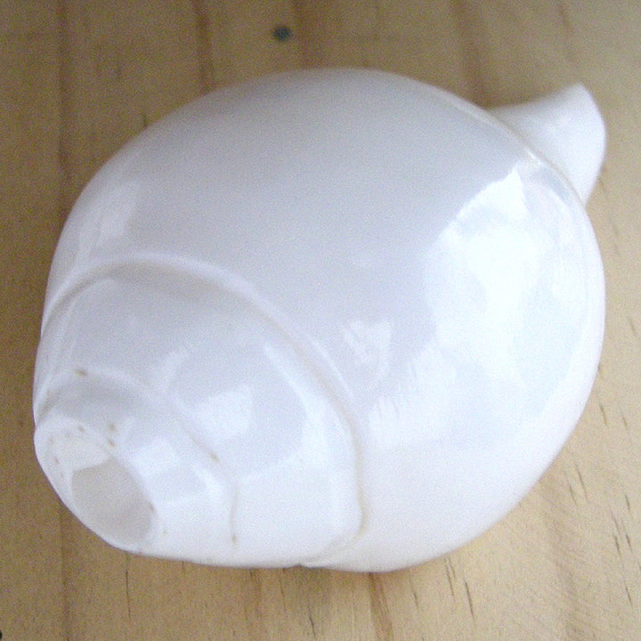 Vamavarti Shankha ( Conch Shell ) Small | Natural Blowing Shankh