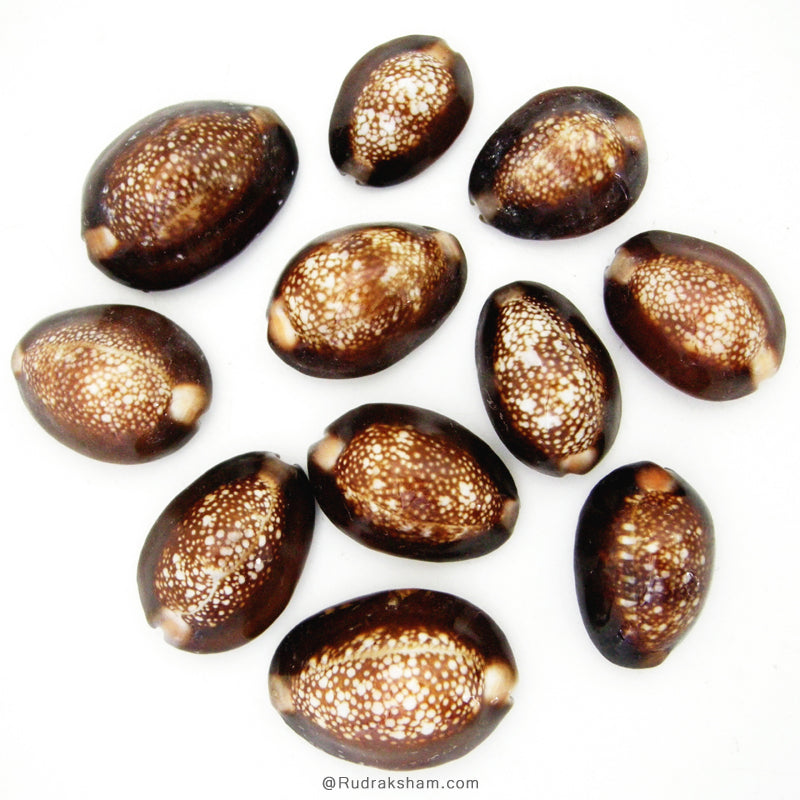 Kouri Shell Set of 11 Pcs Kaali Kaudi, Black Cowry- Cowrie, Black Kaudi Sea Shell ...