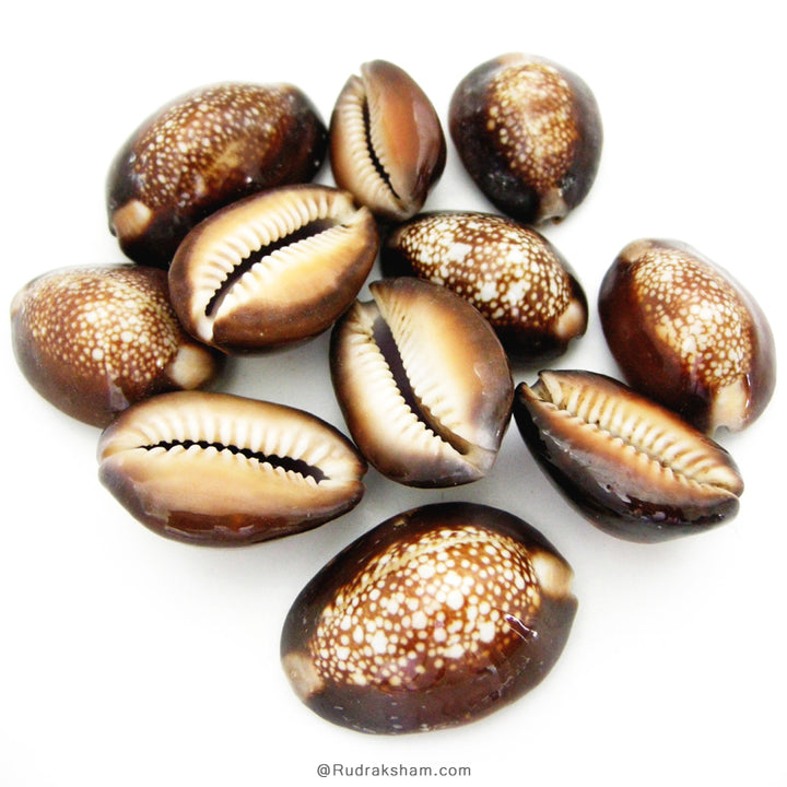 Kouri Shell Set of 11 Pcs Kaali Kaudi, Black Cowry- Cowrie, Black Kaudi Sea Shell ...