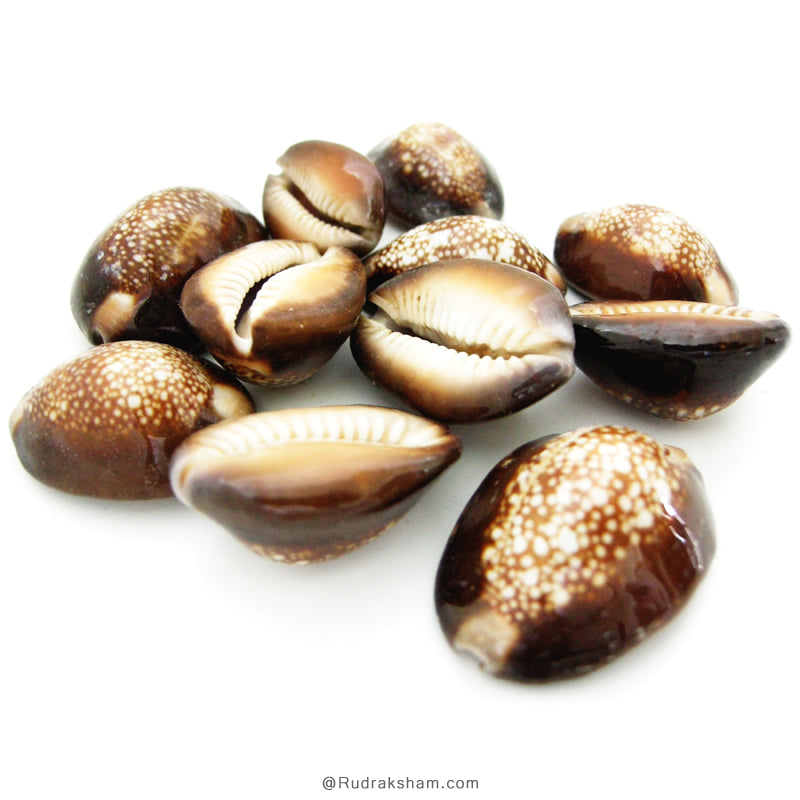 Kouri Shell Set of 11 Pcs Kaali Kaudi, Black Cowry- Cowrie, Black Kaudi Sea Shell ...