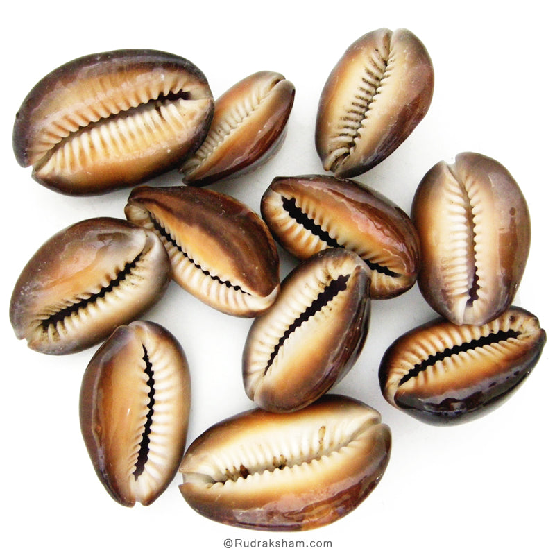 Kouri Shell Set of 11 Pcs Kaali Kaudi, Black Cowry- Cowrie, Black Kaudi Sea Shell ...