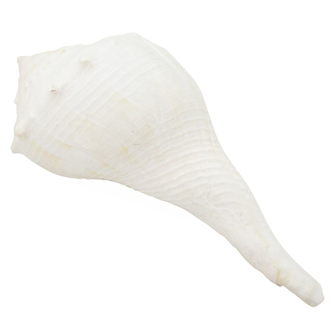  Fill Gangajal and Chirmi Seed Beads