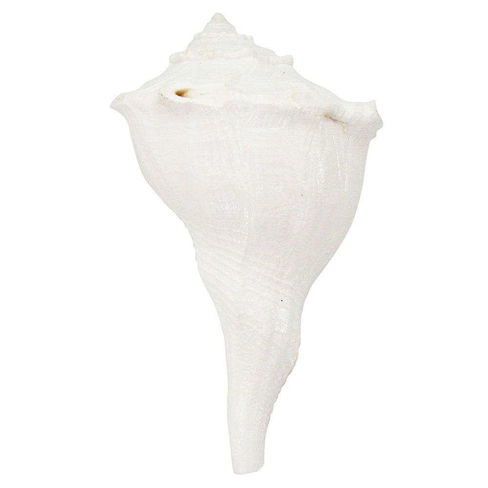  Dakshinavarti Shankha