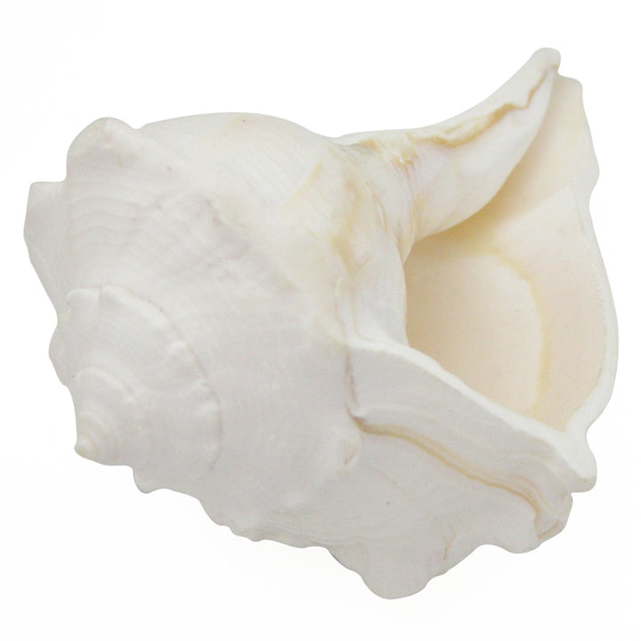  Dakshinavarti Shankha