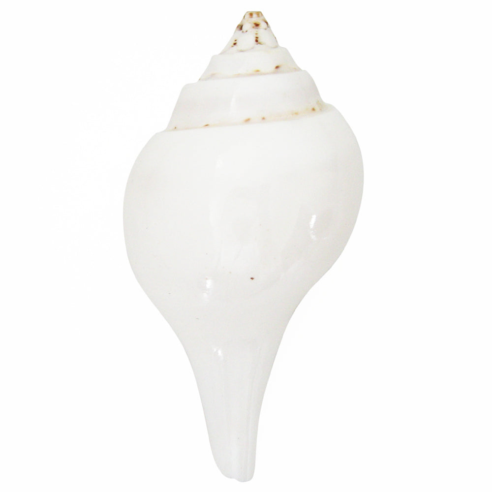 Natural Jal Sankha | Vamavarti Left Handed Natural Shankh Conch Shell To Offer Water To God | White Conch Shell Pooja Jal Sankha | Small