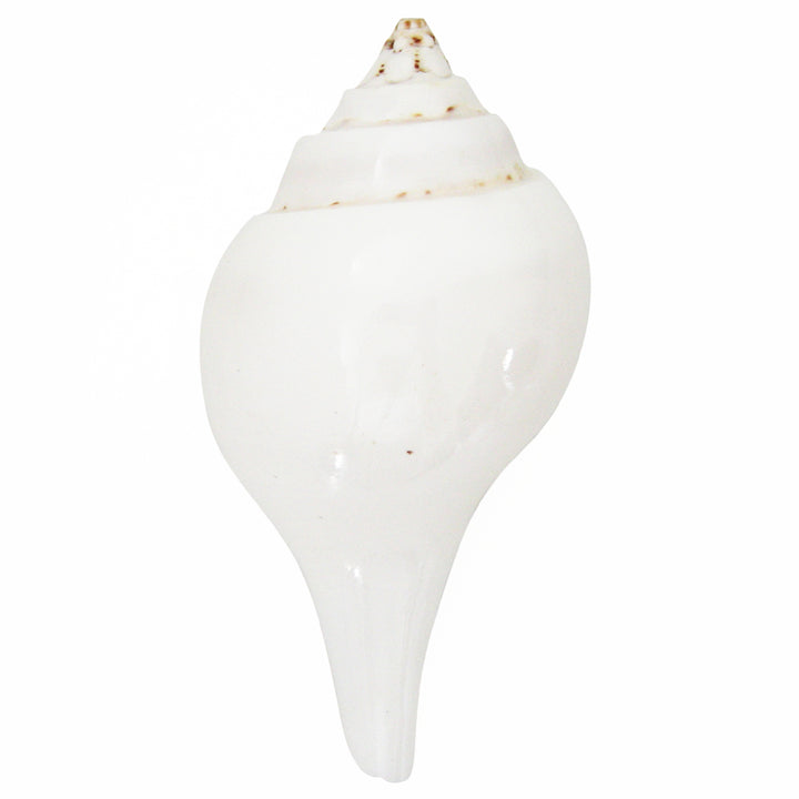 Natural Jal Sankha | Vamavarti Left Handed Natural Shankh Conch Shell To Offer Water To God | White Conch Shell Pooja Jal Sankha | Small