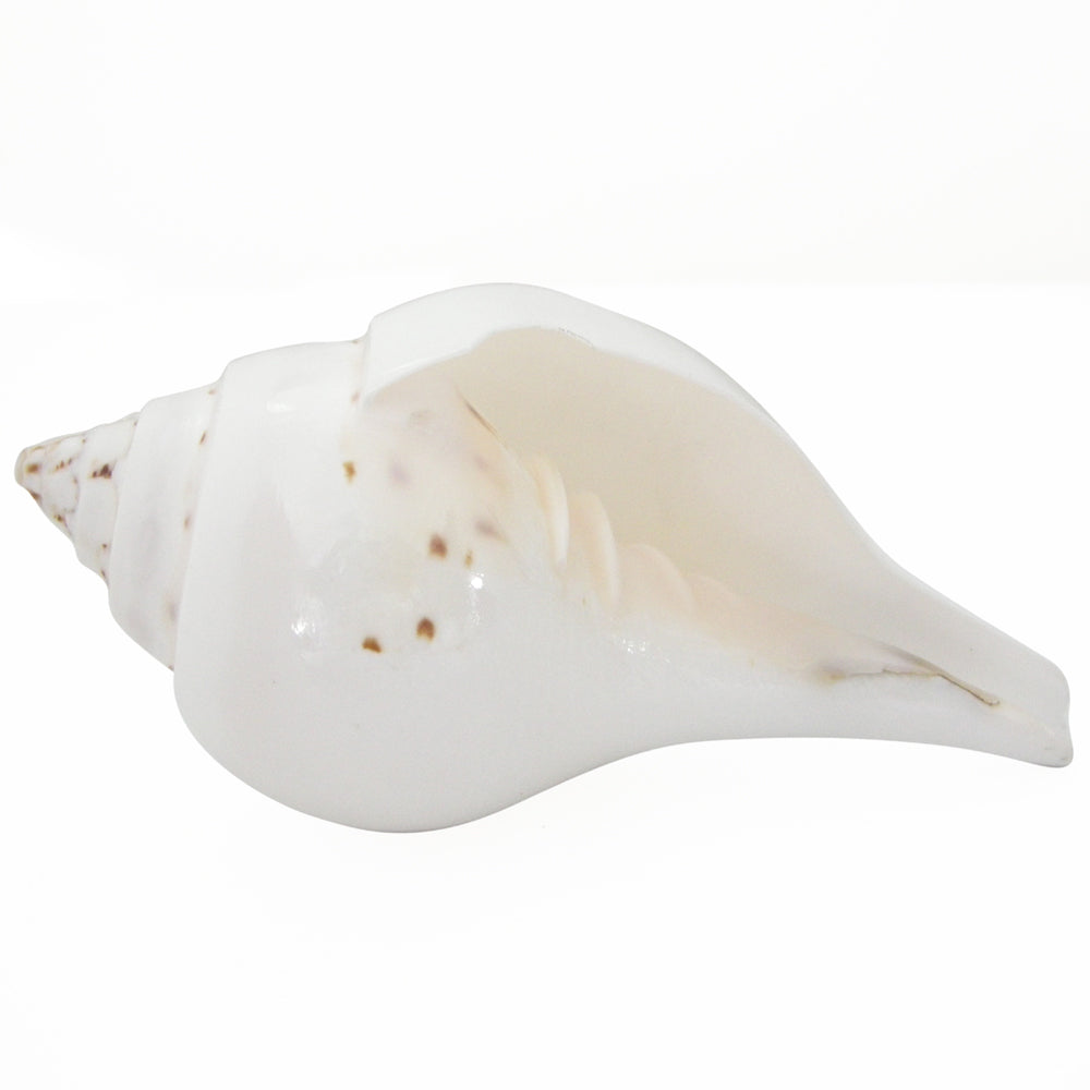 Natural Jal Sankha | Vamavarti Left Handed Natural Shankh Conch Shell To Offer Water To God | White Conch Shell Pooja Jal Sankha | Small