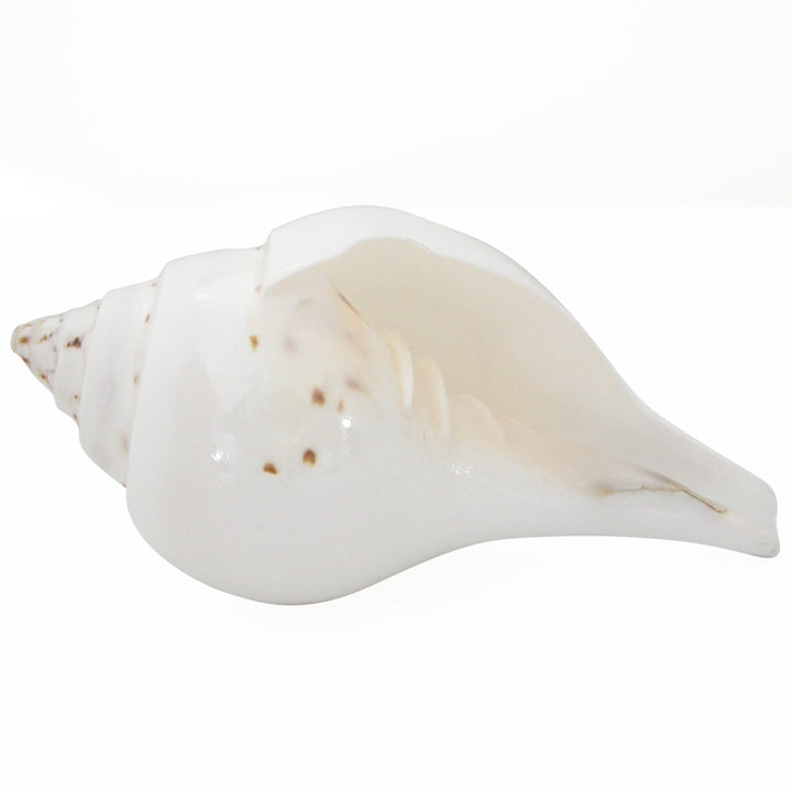 Natural Jal Sankha | Vamavarti Left Handed Natural Shankh Conch Shell To Offer Water To God | White Conch Shell Pooja Jal Sankha | Small