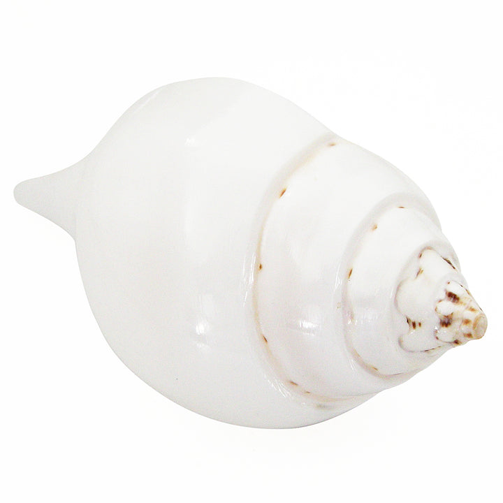 Natural Jal Sankha | Vamavarti Left Handed Natural Shankh Conch Shell To Offer Water To God | White Conch Shell Pooja Jal Sankha | Small