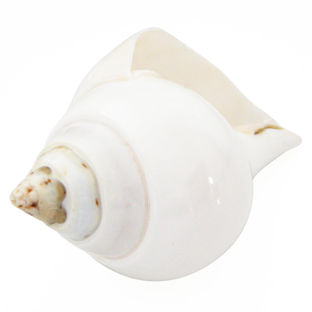 Natural Jal Shankh | Vamavarti Left Handed Natural Sankha Conch Shell To Offer Water To God | White Conch Shell Jal Sankha | Large