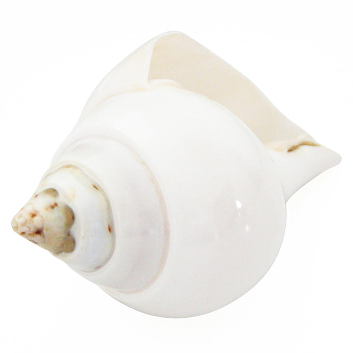 Natural Jal Shankh | Vamavarti Left Handed Natural Sankha Conch Shell To Offer Water To God | White Conch Shell Jal Sankha | Large