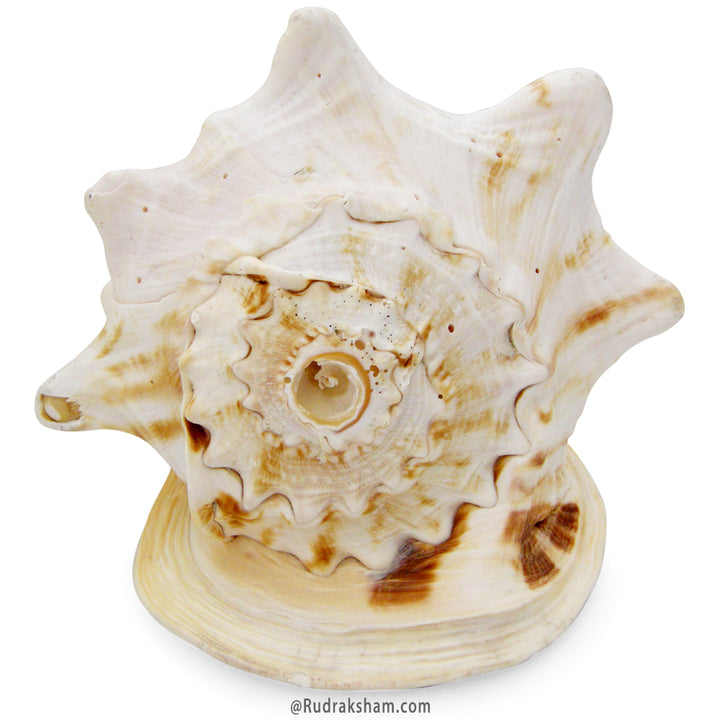  Blowing Gaumukhi Shell