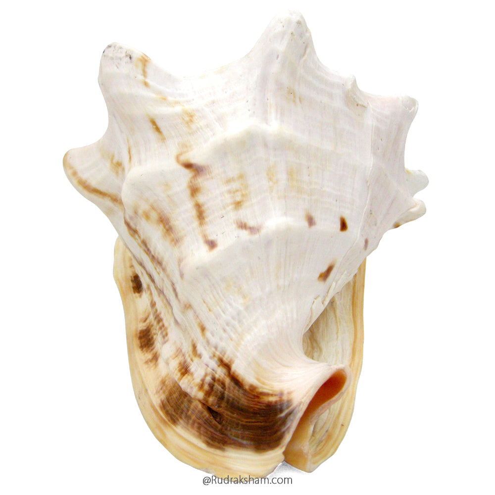  Natural And Exclusive Gaumukhi Shankh