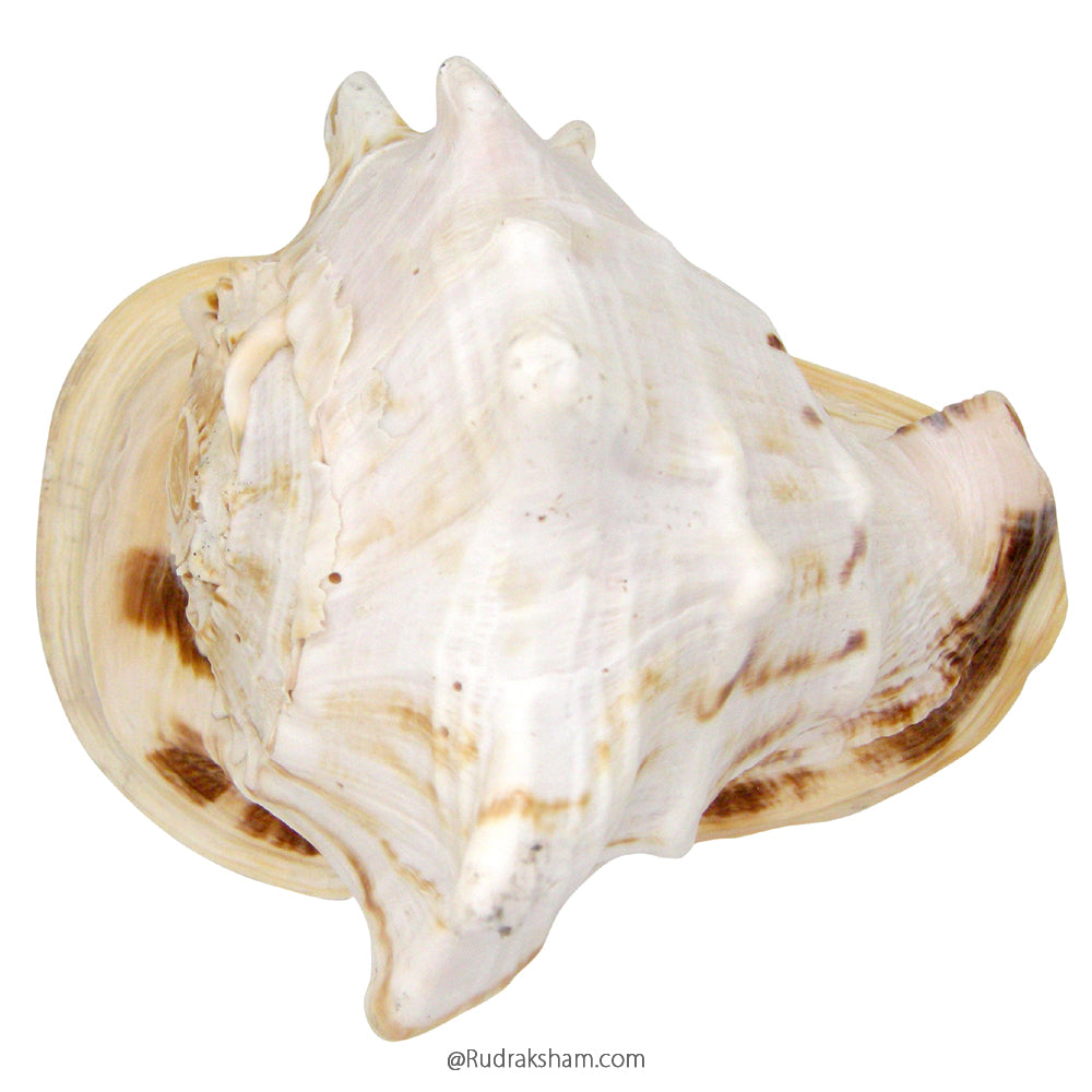 Gaumukhi Conch Shell
