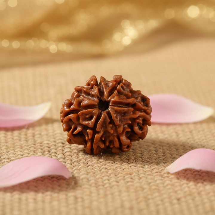 Original 7 Mukhi Rudraksha (Nepal) – Wealth & Prosperity Medium Only Bead