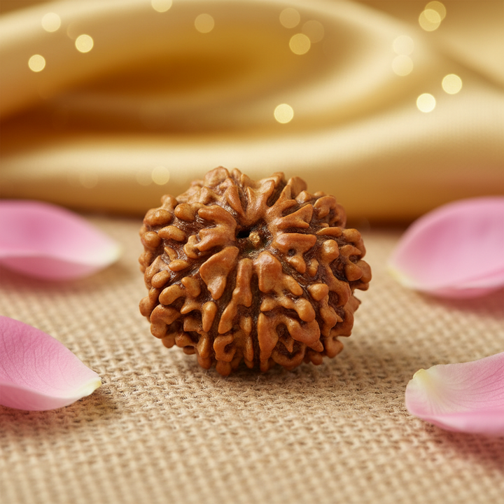 9 Mukhi Nepali Rudraksha, Nau Mukhi - Protection, Courage & Obstacle Removal Medium Only Bead