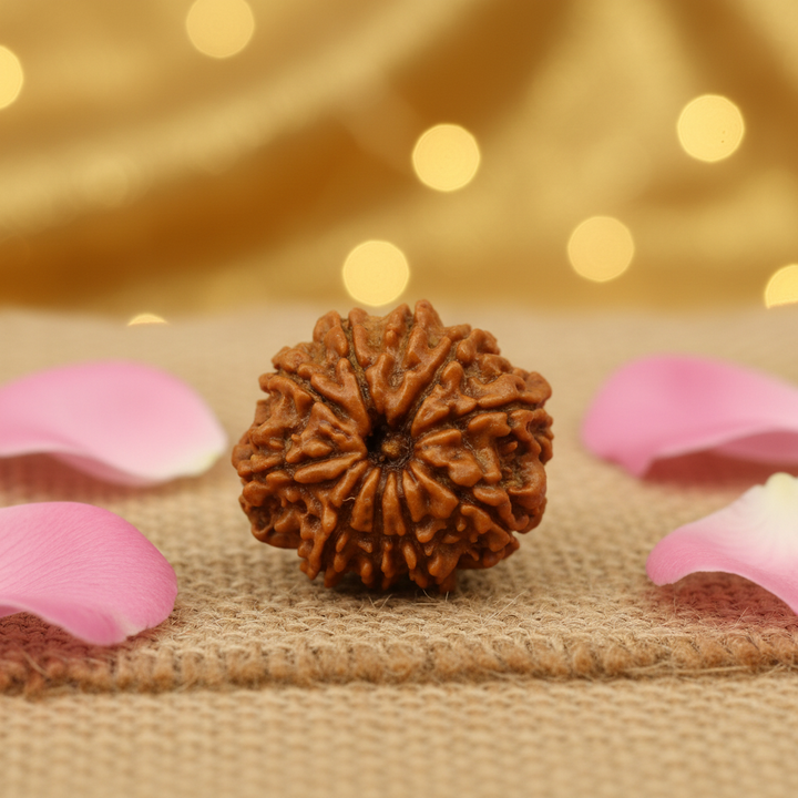 Original 10 Mukhi Rudraksha from Nepal, Dus Mukhi – Protection & Prosperity Only Bead