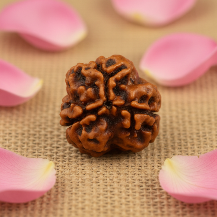 Original Three Faced Nepal Rudraksha Bead Only Bead