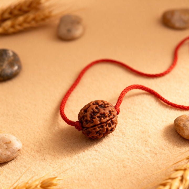 6 Mukhi Rudraksha Bead from Nepal, Six Mukhi Faced Spiritual Rudraksha Bead Medium In Thread