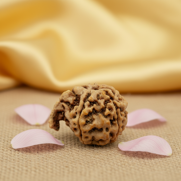 Ganesh Rudraksha Bead | 100% Original Energised Natural Spiritual Ganesha Rudraksha Bead from Nepal