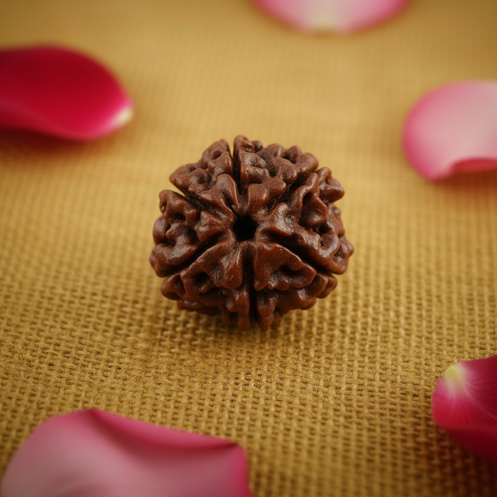 6 Mukhi Rudraksha Bead from Nepal, Six Mukhi Faced Spiritual Rudraksha Bead Only Bead
