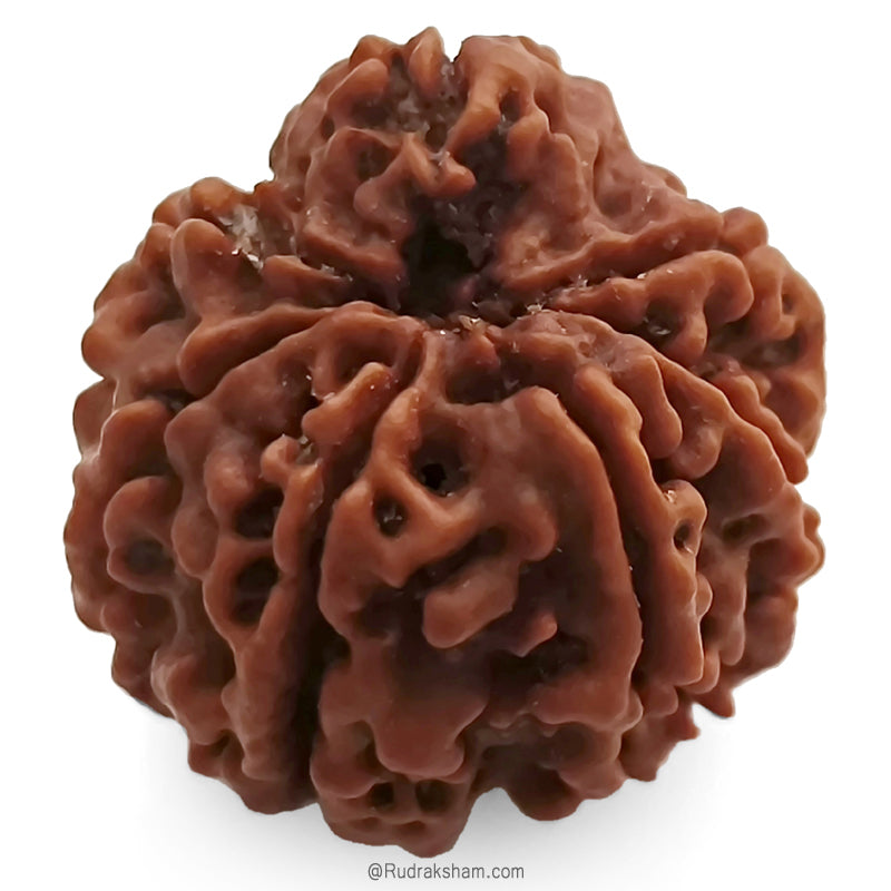 (21.54mm) 7 Mukhi Ganesh Rudraksha | Buy Online Nepali Original Natural Saat (Seven) Mukhi Rudraksha Bead