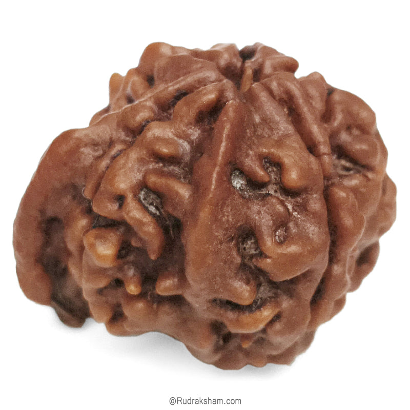 (23.25mm) Ganesh Rudraksha Bead | Authentic and Genuine Nepal Five Faced Ganesha Rudraksha 