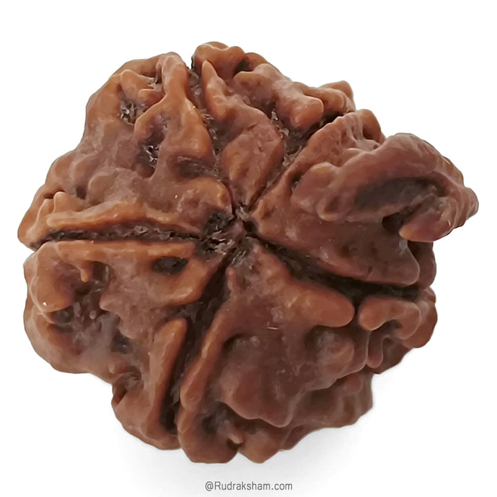 (23.25mm) Ganesh Rudraksha Bead | Authentic and Genuine Nepal Five Faced Ganesha Rudraksha 