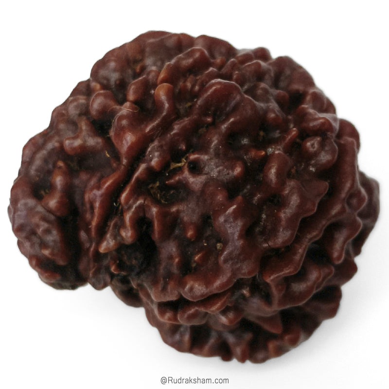 (23.90mm) Ganesh Rudraksha Bead | Authentic and Genuine Nepal Six Faced Ganesha Rudraksha