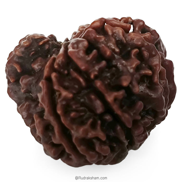 (23.90mm) Ganesh Rudraksha Bead | Authentic and Genuine Nepal Six Faced Ganesha Rudraksha