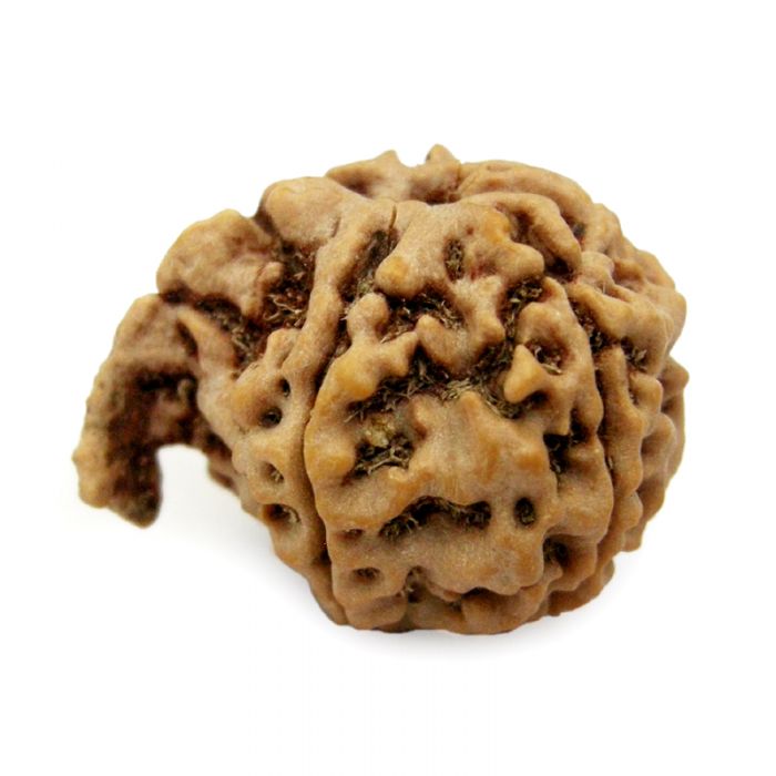 Ganesh Rudraksha Bead | 100% Original Energised Natural Spiritual Ganesha Rudraksha Bead from Nepal