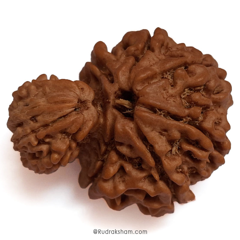Garbh Gauri Rudraksha Collector Bead 100% Natural Original Energised Pure and Spiritual Bead from Nepal