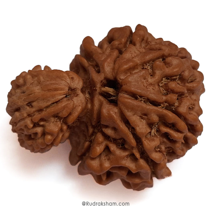 Garbh Gauri Rudraksha Collector Bead 100% Natural Original Energised Pure and Spiritual Bead from Nepal