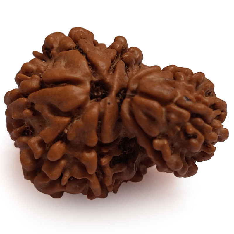 Garbh Gauri Rudraksha Bead from Nepal | 100% Natural Original Energised Pure and Spiritual Bead