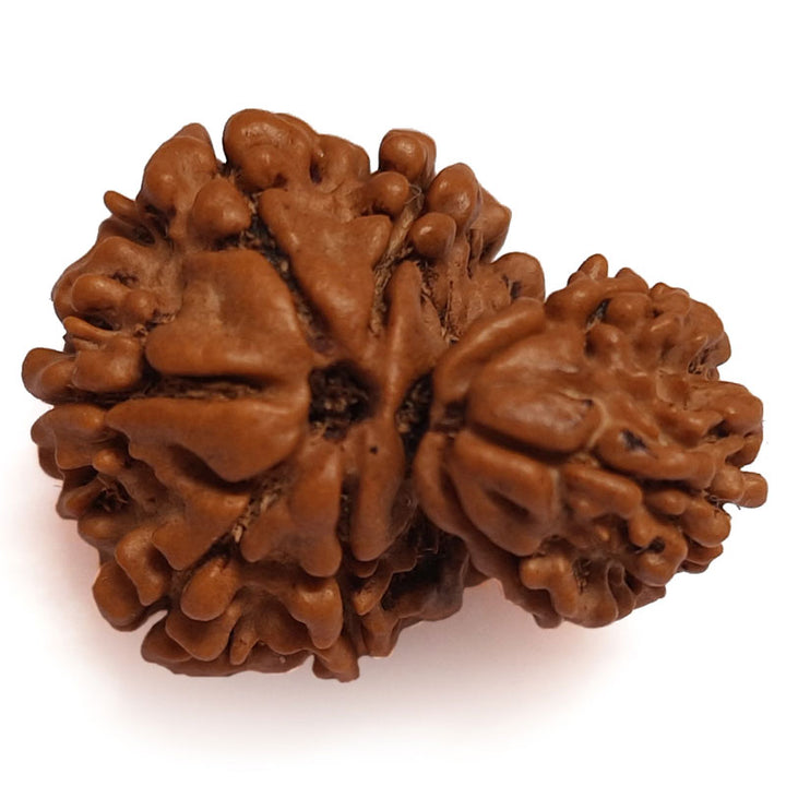 Garbh Gauri Rudraksha Bead from Nepal | 100% Natural Original Energised Pure and Spiritual Bead