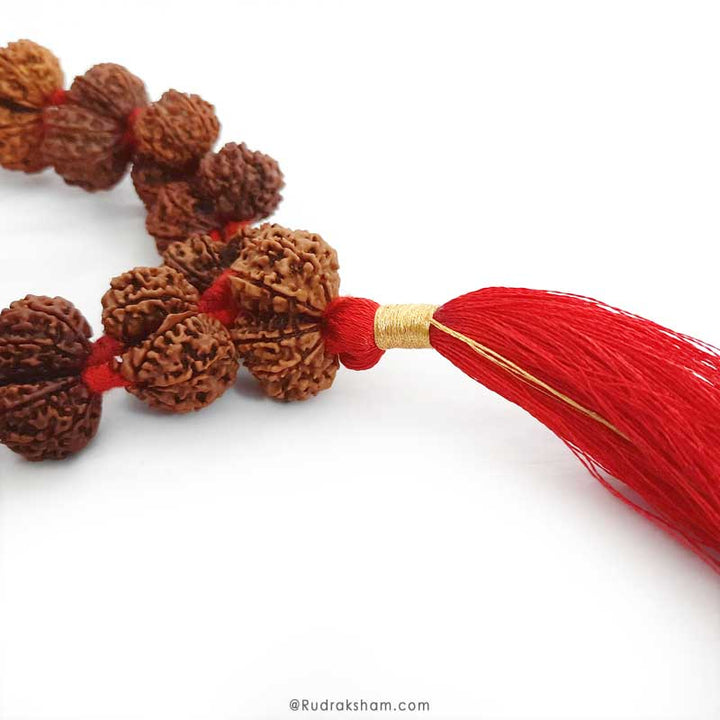  Gauri Shankar Rudraksha Kantha Mala Necklace | Original Energised Shiv Parvati Beads from Nepal