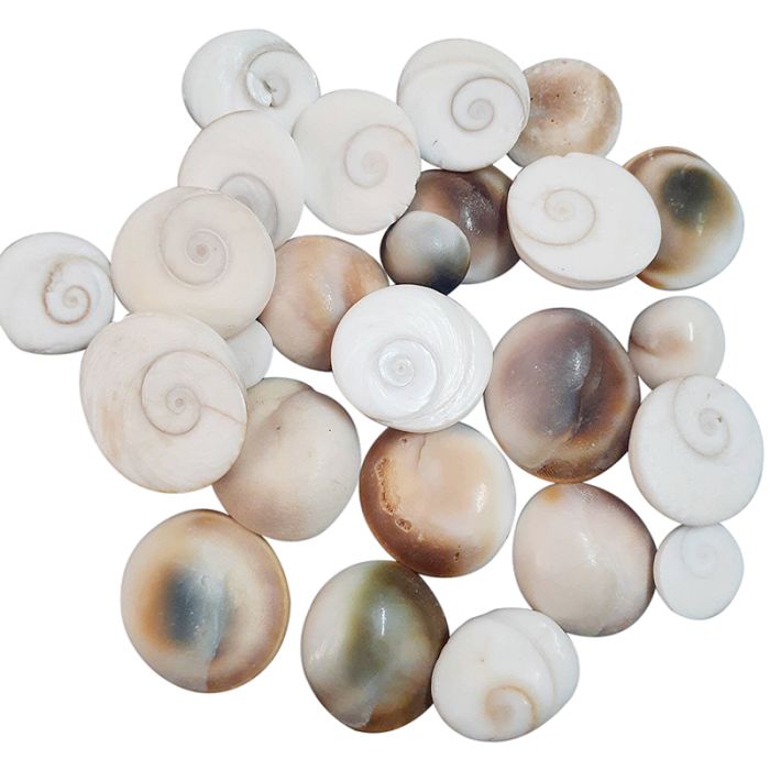 108 Pieces Gomati Chakra Shells from Gomti River, Natural and Original Gomti Chakra for Vastu and Pooja