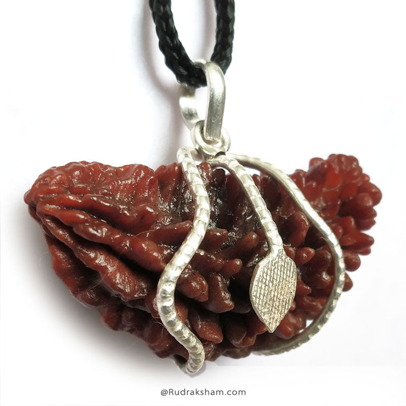 1 Mukhi Rudraksha Collector Snake Pendant | Indian Ek Mukhi Rudraksha for Meditation and Spirituality
