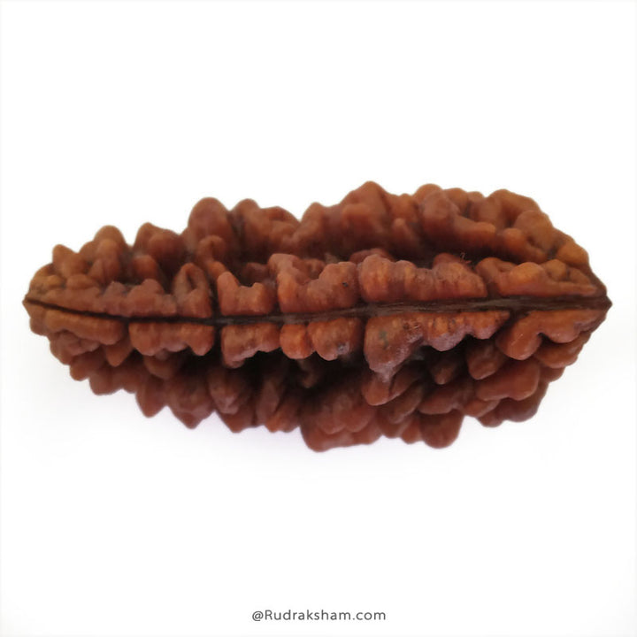 Ek Mukhi Rudraksha Bead | 1 Mukhi Rudraksha Indian Bead Half Moon Shaped One Mukhi Rudraksha Bead - Collector 