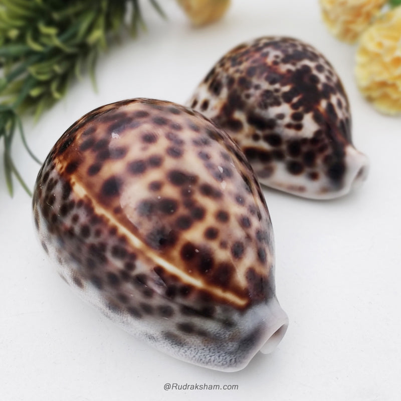 Kouri Shell Tiger Cowrie-Cowry, Tiger Kaudi Sea Shell, Tiger Kaudi / Kauri Online ...