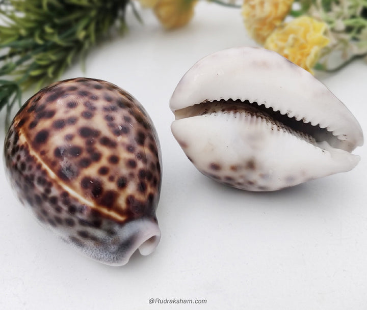  Brown And White Kauri / Kaudi Sea Shells for Home