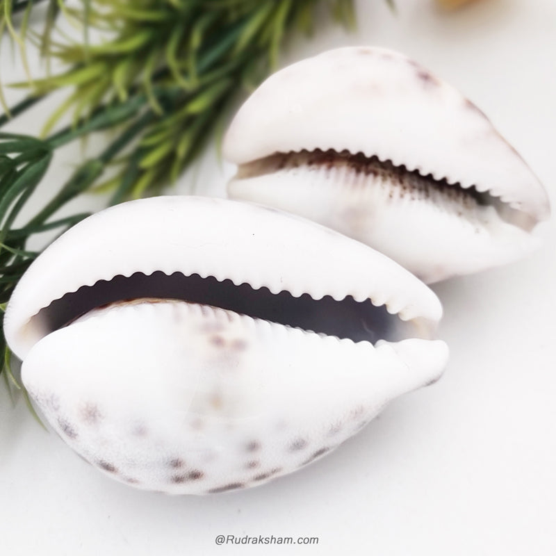 Kouri Shell Tiger Cowrie-Cowry, Tiger Kaudi Sea Shell, Tiger Kaudi / Kauri Online ...