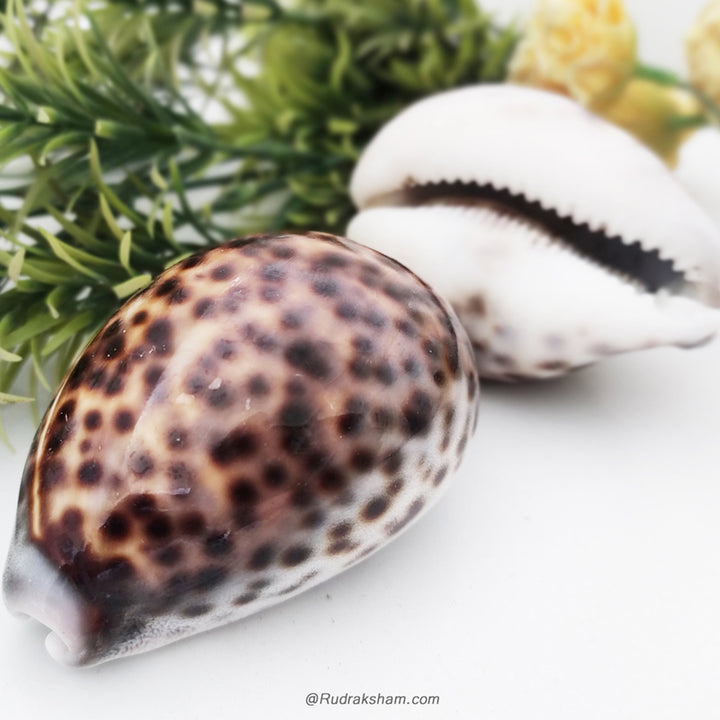 Leopard Cowrely Shell Tiger Cowrie-Cowry, Tiger Kaudi Sea Shell, Tiger Kaudi / Kauri Online ...