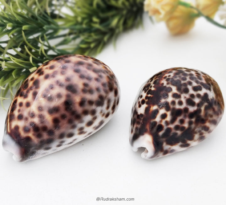 Buy Natural Tiger Cowry / Kaudi Sea Shells 2 Pcs