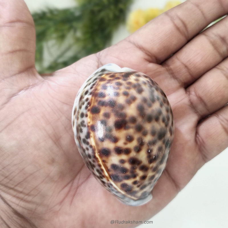 Leopard Cowrely Shell Tiger Cowrie-Cowry, Tiger Kaudi Sea Shell, Tiger Kaudi / Kauri Online ...
