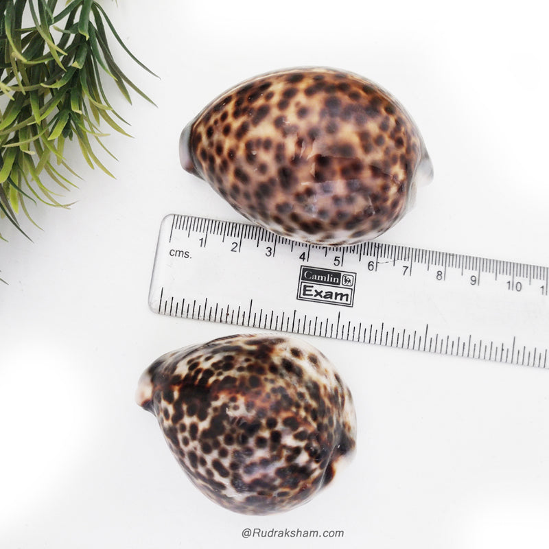 Leopard Cowrely Shell Tiger Cowrie-Cowry, Tiger Kaudi Sea Shell, Tiger Kaudi / Kauri Online ...